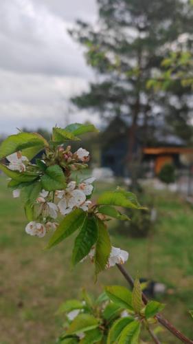 Zahrada ubytování Domek nad Zalewem