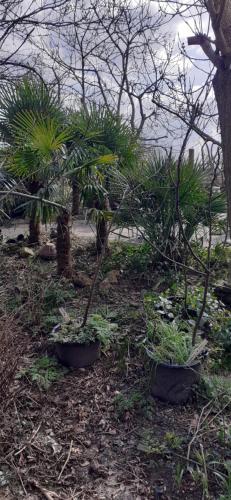 a garden with plants in pots on the ground at Wijndomein de Vier Ambachten -overnachten in de wijngaard in Simonshaven