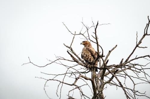 Άλλα ζώα σε αυτή η βίλα ή στη γύρω περιοχή