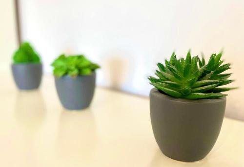 three potted plants sitting on top of a table at Ferienhaus Jäger in Friedrichshafen