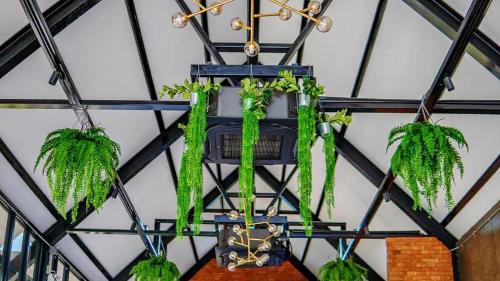 a chandelier with green plants hanging from a ceiling at Coco Pina in Prachuap Khiri Khan