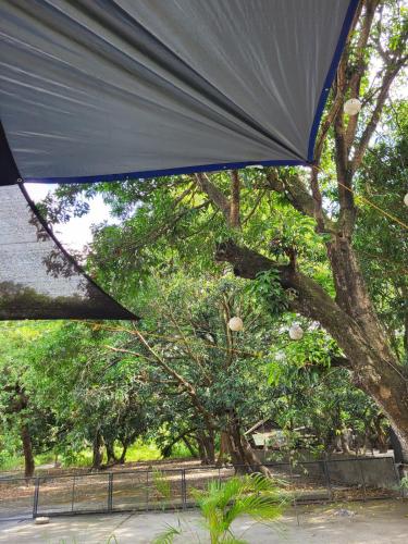 a close up of an umbrella in front of a tree at Don Ignacio's Place in Cabancalan