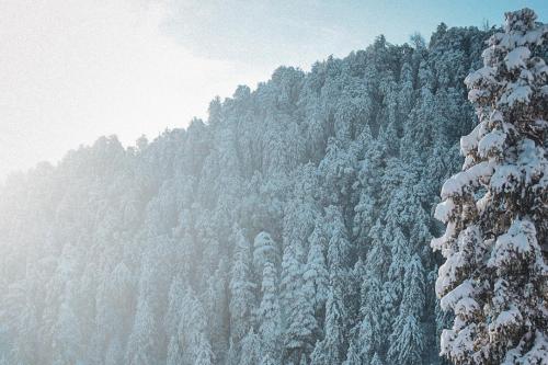 a mountain covered in snow with trees at Solisvista Stays in Mashobra