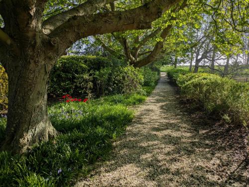 a tree arching over a dirt trail at Hofstede Prinsland in Kortgene