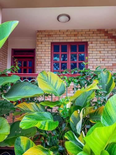 a bunch of green plants in front of a building at Tooro Green Courts in Namulanda