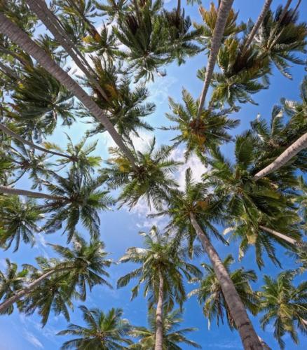a group of palm trees reaching up into the sky at Ever Blue Guest House in Mathiveri