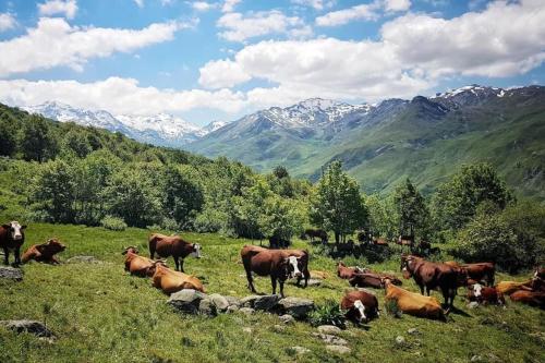 una manada de vacas pastando en un campo con montañas en Scenic fully equipped studio, en Planvillard