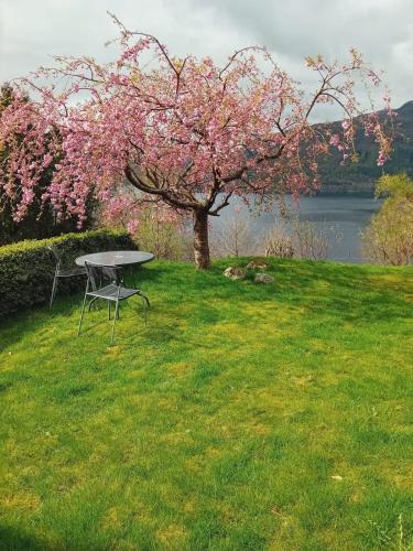 a picnic table in the grass next to a tree at Sandeidfjorden overnatting in Sandeid