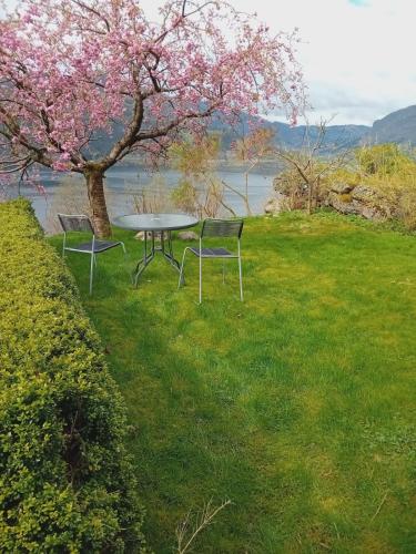 a picnic table and two chairs in the grass near a tree at Sandeidfjorden overnatting in Sandeid