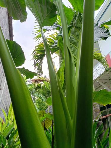 a bunch of green plants in a greenhouse at Baan Debtida in Bangkok