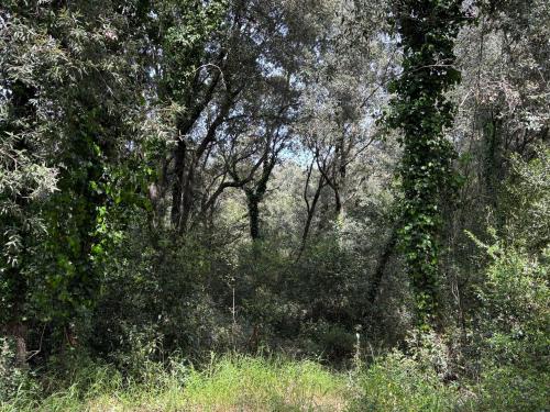 a wooded area with trees and grass and weeds at Casa Zefiro, tra pineta e mare! in Fregene