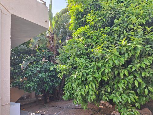 a hedge with green trees next to a building at Big house in center of protaras, near beach in Protaras