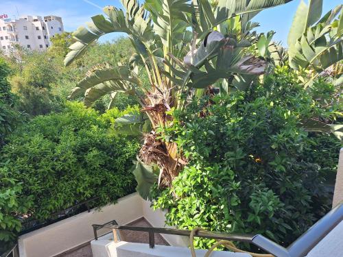 a palm tree on a balcony with green plants at Big house in center of protaras, near beach in Protaras