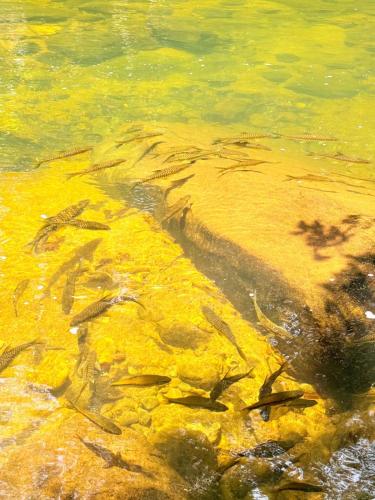 a group of fish swimming in the water at Sinharaja Vini Villa in Deniyaya