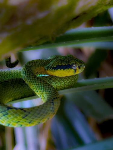 a green snake is sitting on a plant at Sinharaja Vini Villa in Deniyaya