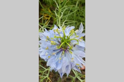 a blue flower with yellow pollen on it at Kerikeri Blue Chair B&B in Kerikeri