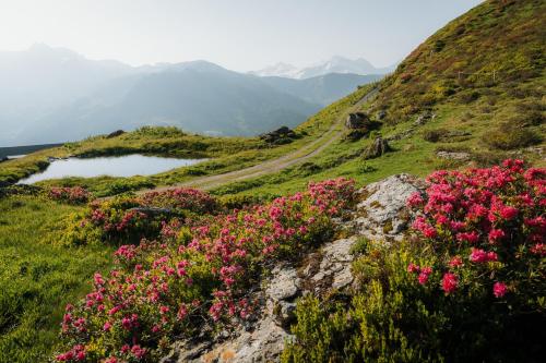 a path on a hill with pink flowers at Alpin Apartments am Dorfbrunnen JUNIOR SUITE in Steinach am Brenner