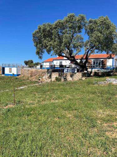 a tree in a field next to a house at Monte do Zambujeiro in Borba
