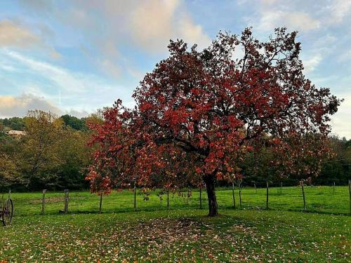 a tree with red leaves in the middle of a field at Casal'terra - Il Fosso in Salaiola