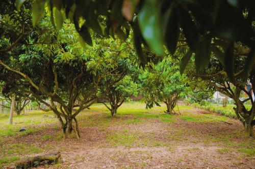 a row of trees in a field of grass at Toki Homestay - Cawn in Sóc Sơn