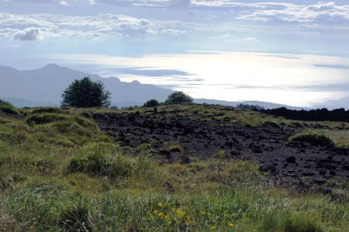 a field of grass with a tree on a hill at Etna Paradise locazioni brevi in Ragalna