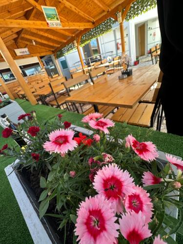 a bunch of pink flowers sitting in a garden at Vila Reni Risi in Ksamil