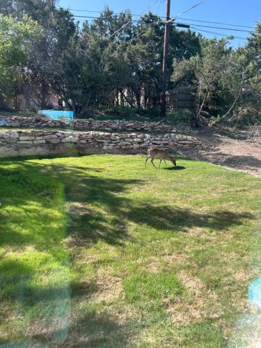 a monkey walking in the grass in a field at New 2025 Modern 3BR Retreat in Canyon Lake