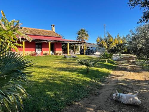 a cat laying in the grass in front of a house at La Buganvilla, descanso entre olivares in Hornachuelos