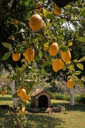 a pile of oranges hanging from an orange tree at Vinte-Quinta da Boavista in Ponte de Lima