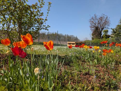 a field of flowers with a fence in the background at Apartment im Grünen in Ettlingen