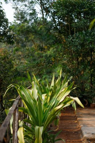 a green plant sitting next to a wooden fence at Underground Hostel By Bilwa Estate in Madikeri