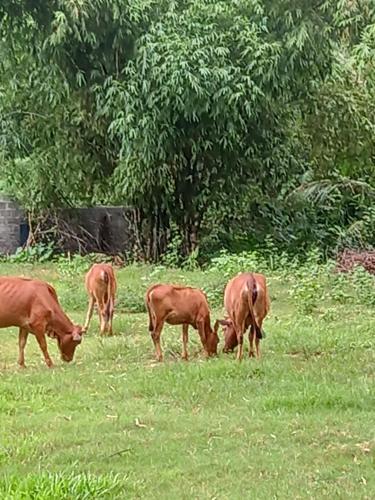 a group of brown cows grazing in a field at Mai Chau Xanh Bungalow in Mai Chau