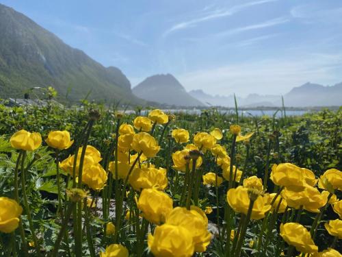 a field of yellow flowers with mountains in the background at Spacious, modern cabin Ramberg Lofoten in Ramberg