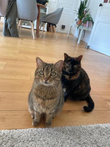 - deux chats assis à même le sol dans un salon dans l'établissement Maison & ses 2 chats, au Mans