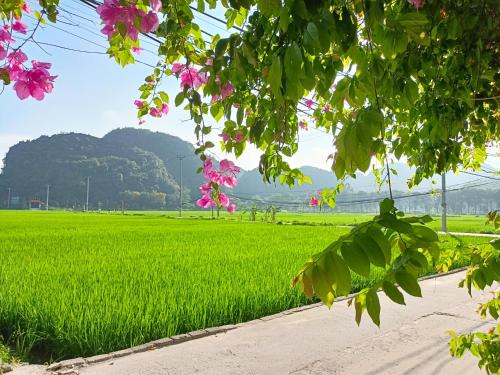 a field of rice with pink flowers in the foreground at Tam Coc Sunshine Homestay in Ninh Binh