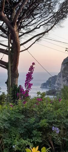 Gallery image of Villetta Rosetta in Capri