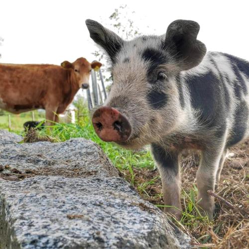 a pig standing next to a rock in a field at Resta bondgårdshotell in Örsundsbro