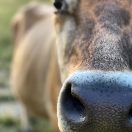 a close up of a dog nose at Resta bondgårdshotell in Örsundsbro