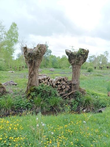 Ein Garten an der Unterkunft Le logis de LANGE apt Les Aigrettes
