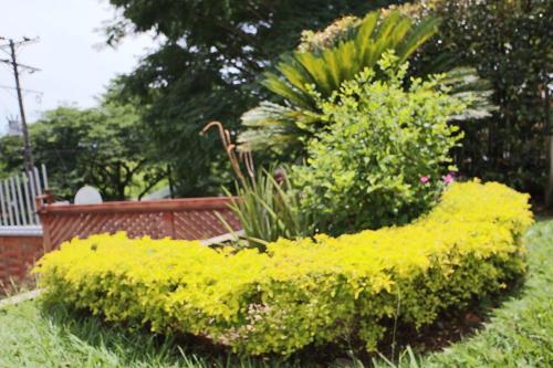 a bush with yellow flowers next to a bench at Hotel Syvanna Wellness and Spa in Pereira
