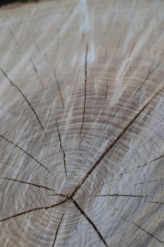 a close up of a wooden tree stump at Glamping Zonnebloem - Back-to-Nature in Herzele