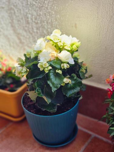 Gambar di galeri bagi Country View Apartment di Mellieħa
