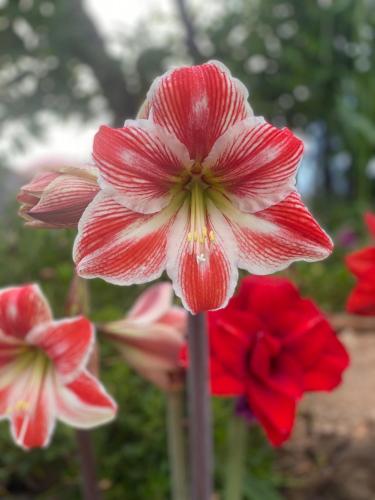 a close up of a red and white flower at Portugals Infinity Eco Suite Resort in Tavira