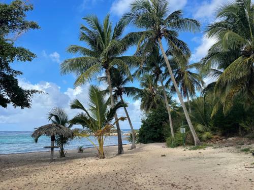 a beach with palm trees and the ocean at studio Ti’Gwada Family in Saint-François