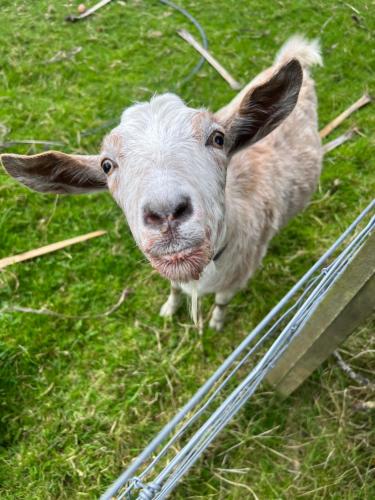 ヴィラの敷地内または近くにいる動物