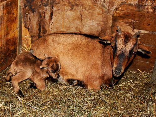 a baby goat laying on the hay in a barn at Familienbauernhof Christa in Rossleithen
