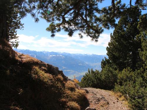 a view of the mountains through the trees on a trail at Familienbauernhof Christa in Rossleithen