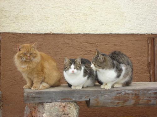 three cats sitting on top of a wooden bench at Familienbauernhof Christa in Rossleithen