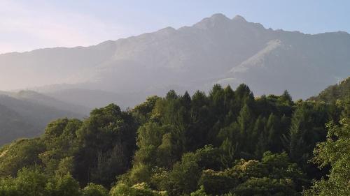 a view of a forest with a mountain in the background at B&B Alla Borgata in Boves