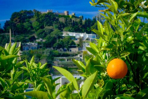 an orange in a tree with a city in the background at Villa Dorothee in Capri